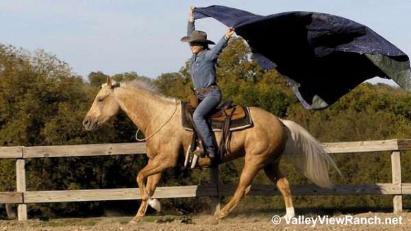 cowboy-mounted-shooting-quarter-horse