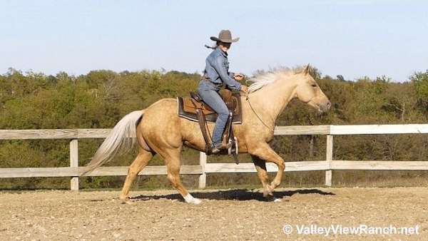 palomino-quarter-horse-mare