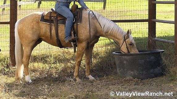 ranch-work-quarter-horse