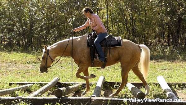 trail-quarter-horse