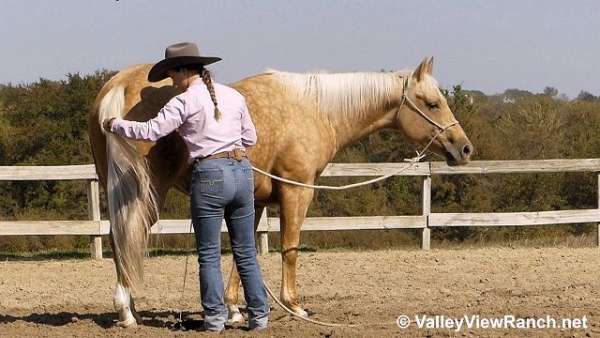 trail-riding-quarter-horse