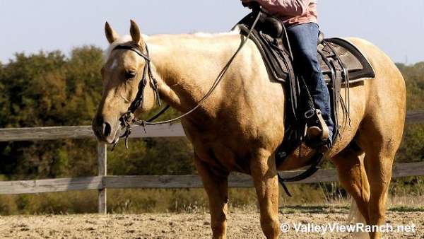 palomino-ranch-horse