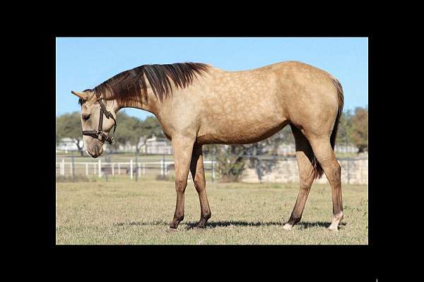 dappled-buckskin-filly