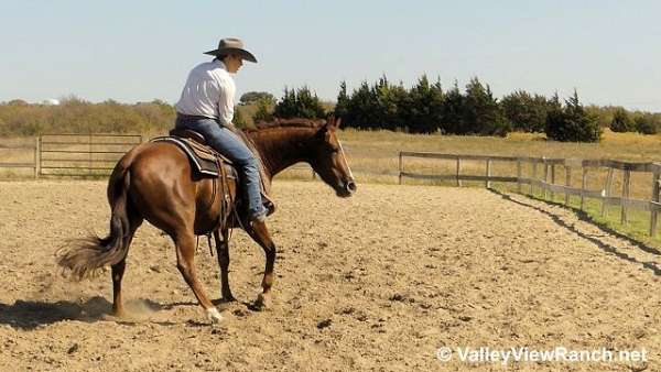 cutting-quarter-horse