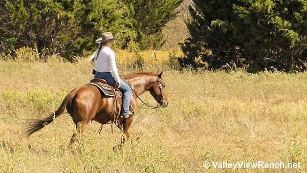 ranch-quarter-horse