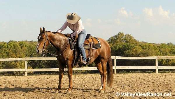 ranch-versatility-quarter-horse