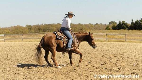 ranch-work-quarter-horse