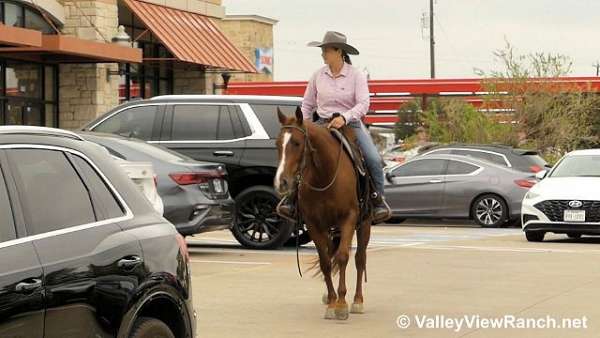 reined-cow-quarter-horse