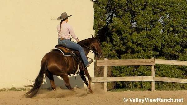 reining-quarter-horse