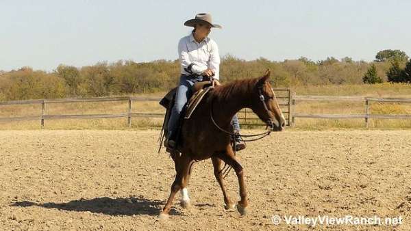 roping-quarter-horse