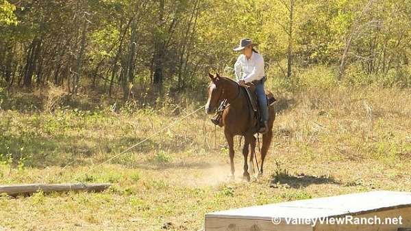 trail-quarter-horse