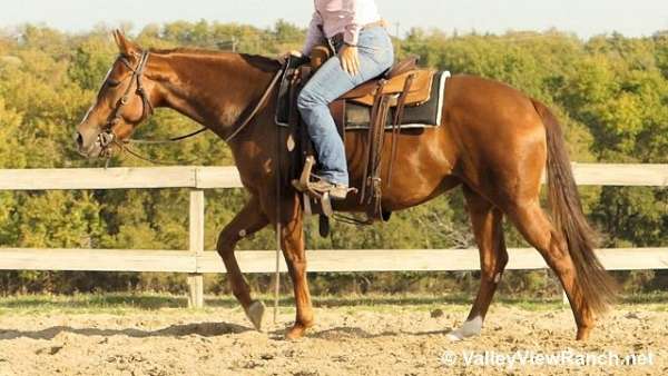 sorrel-cutting-horse