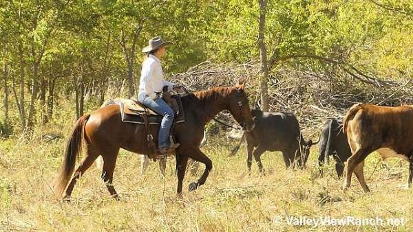 sorrel-quarter-horse-mare