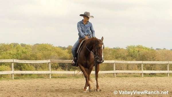 trail-riding-quarter-horse