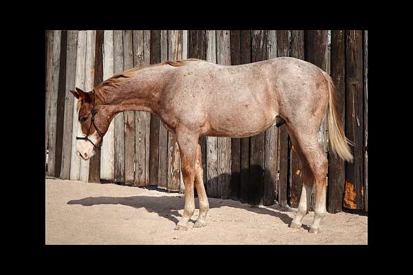 red-roan-roan-halter-ranch-horse