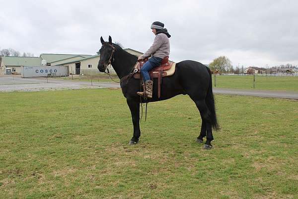 athletic-friesian-horse