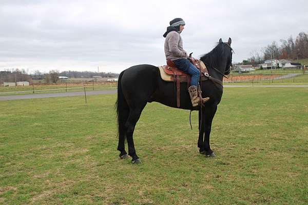 ridden-western-friesian-horse