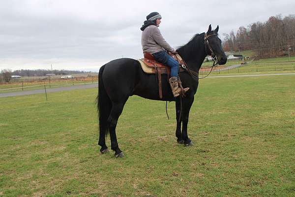 trail-riding-friesian-horse