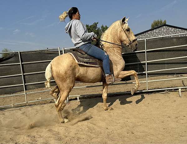 andalusian-stallion