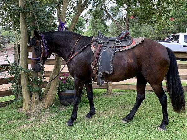 cross-trail-kentucky-mountain-standardbred-horse