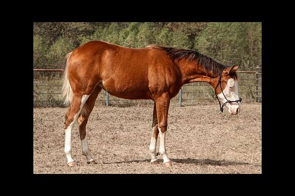 bald-face-tall-leg-paint-marking-horse