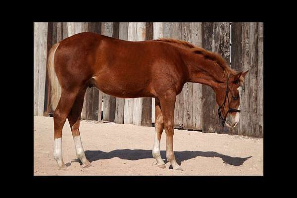 flaxen-mane-tall-white-socks-horse