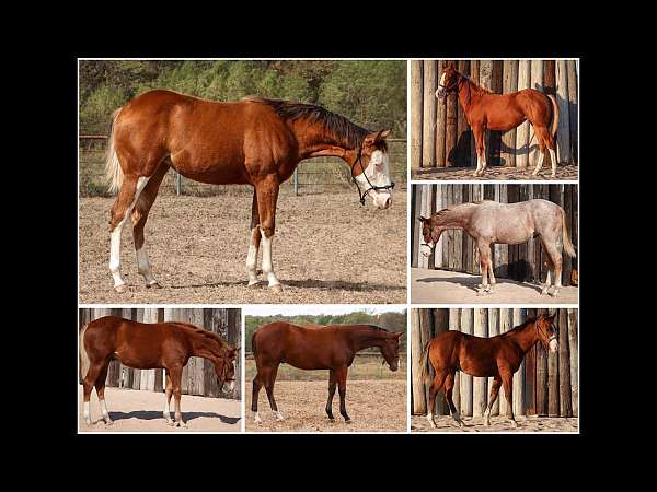 splash-paint-quarter-horse