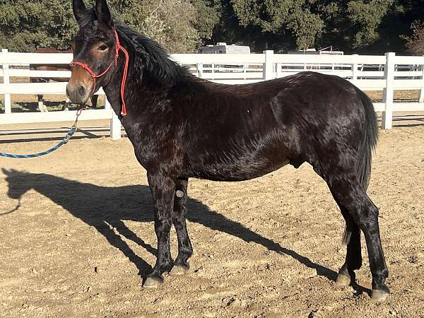 playday-pack-ride-trail-mule