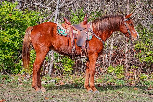 all-around-quarter-horse