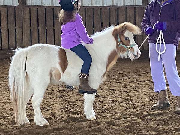 all-around-miniature-horse