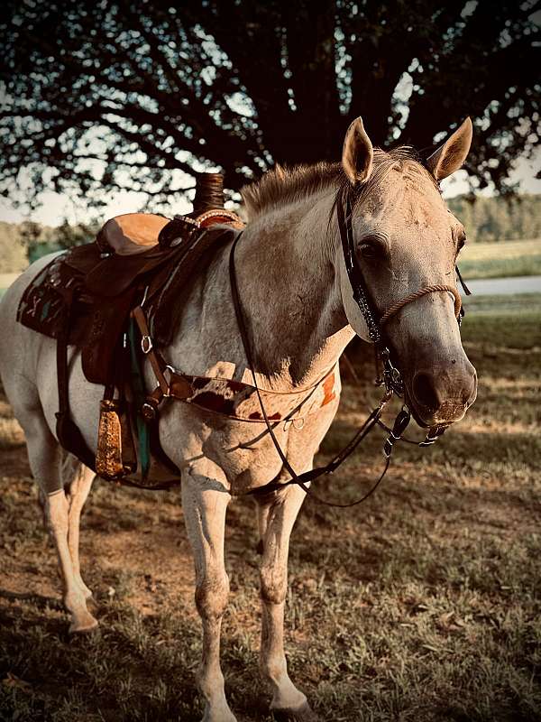 quarter-horse-for-sale