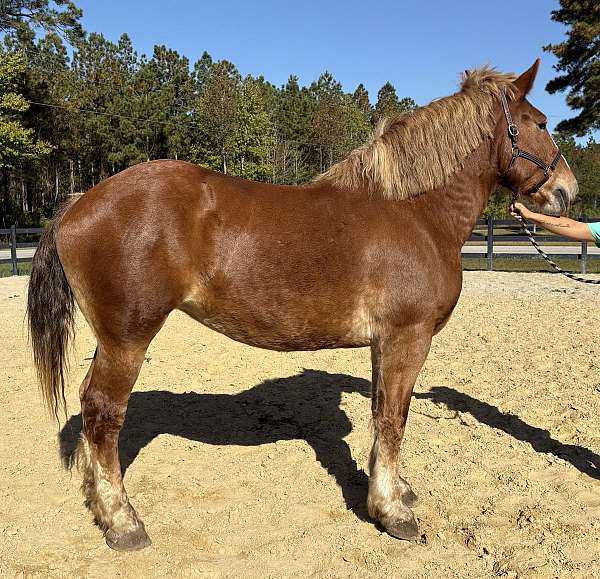 sorrel-belgian-mare