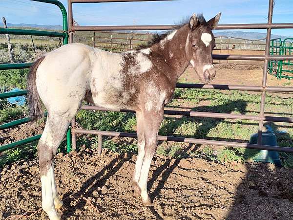 lplp-fewspot-appaloosa-horse