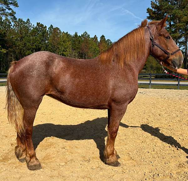 red-roan-belgian-mare