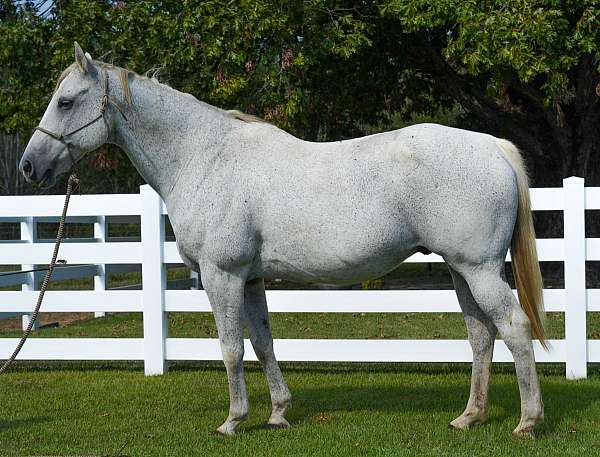 grey-quarter-horse-gelding