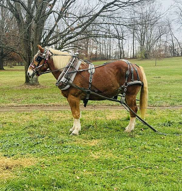 belgian-gelding