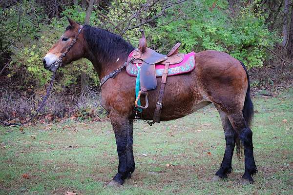 working-c-haflinger-horse