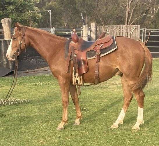 all-around-pleasure-driving-quarter-horse