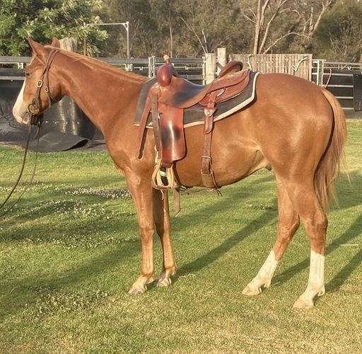 all-around-pleasure-driving-gelding