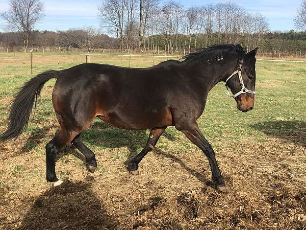 standardbred-mare-foal