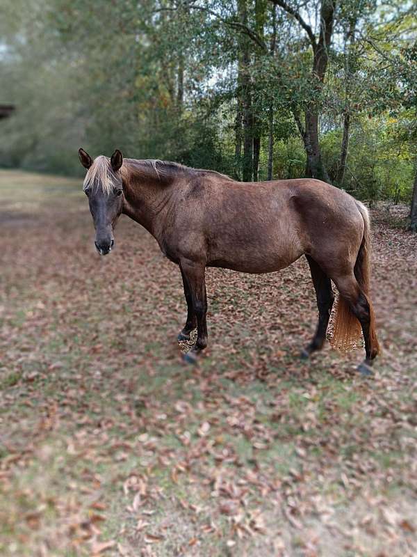 rocky-mountain-mare