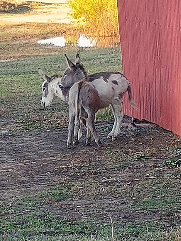 donkey-weanling