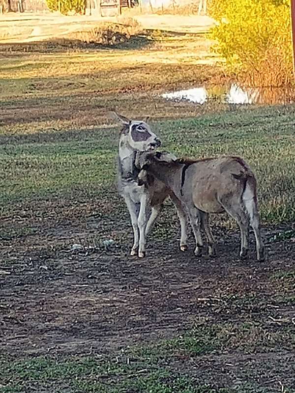 mini-jack-horse