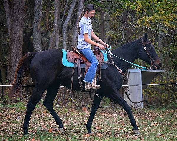 all-around-thoroughbred-horse