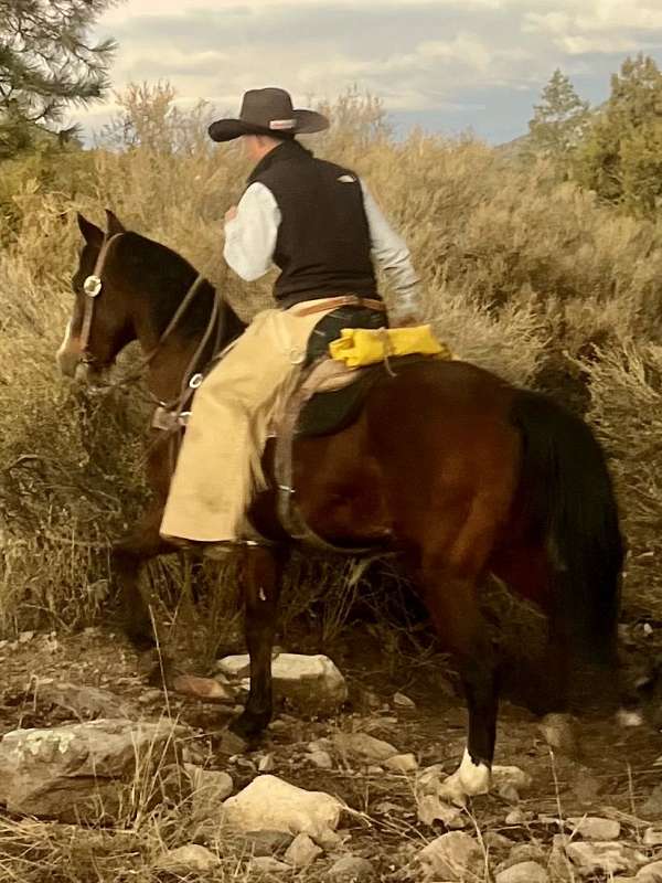 trail-riding-quarter-horse