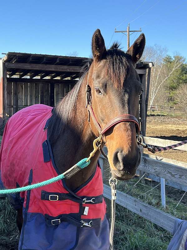 barrel-gelding