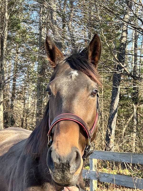 dressage-gelding