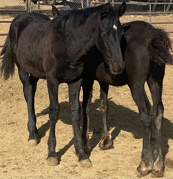 friesian-filly