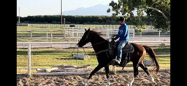 gentle-horse