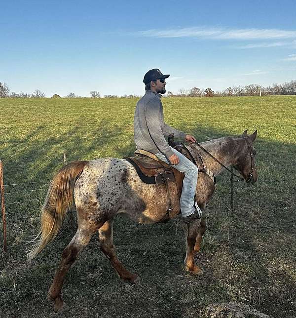 red-roan-with-blanket